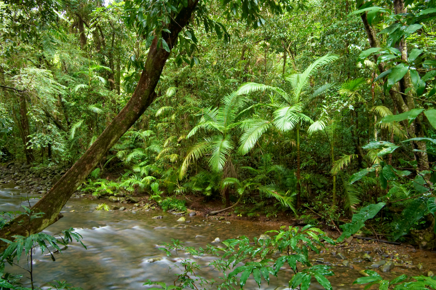 wet more forest